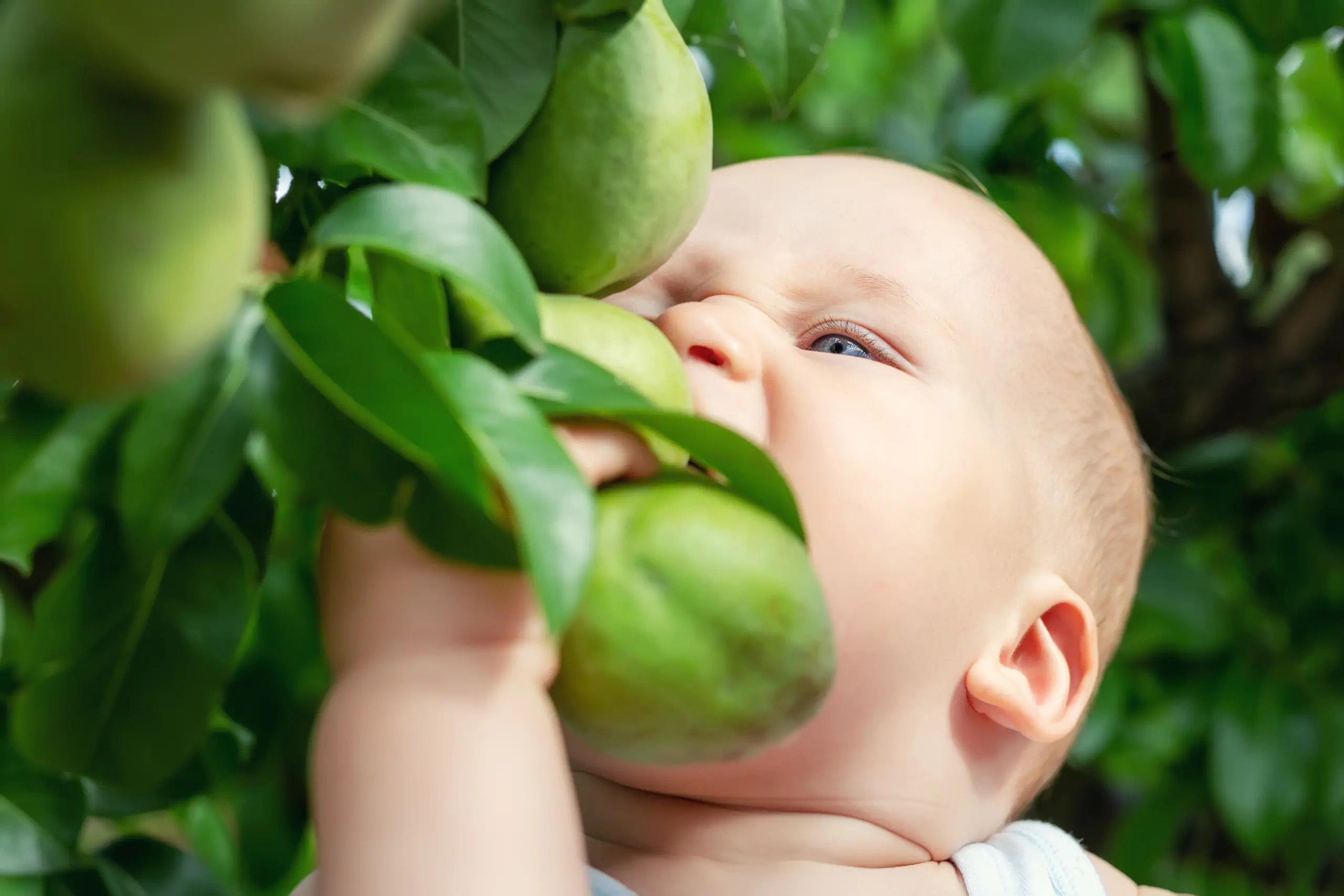 diversification alimentaire 4 mois